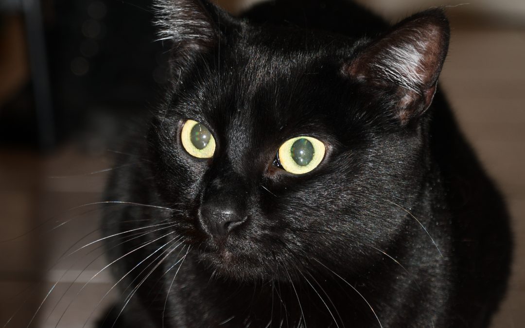 STRAM – 2 ANS – ♀