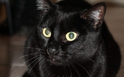 STRAM – 2 ANS – ♀