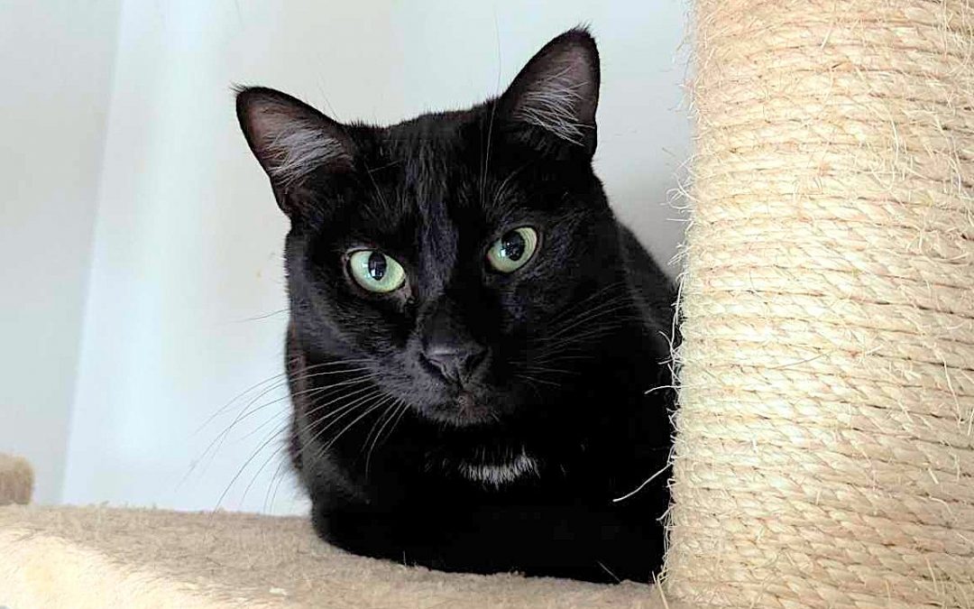 STRAM – 2 ANS – ♀