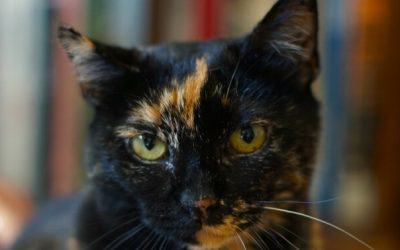 MAISIE – 11,5 ANS – ♀︎