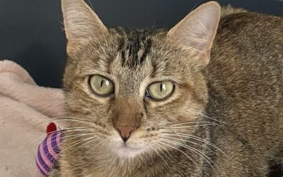 ZORUA – 1,5 AN – ♀︎