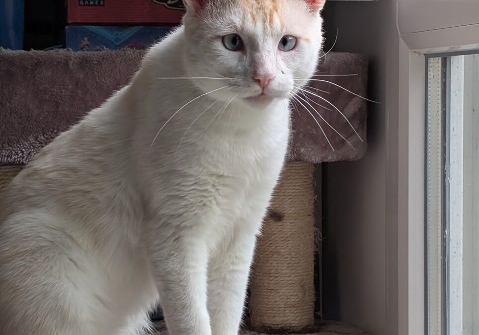 IVAR – 2,5 ANS – ♂︎