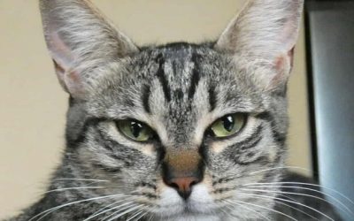 THYA – 1,5 AN – ♀︎