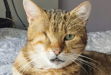 CHACA – 17,5 ANS – ♂︎