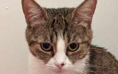 CLEVIA – 1,5 AN – ♀︎