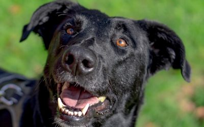 PATMOL – 6,5 ANS – ♂︎