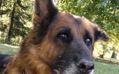 TOORO – 9,5 ANS – ♂︎