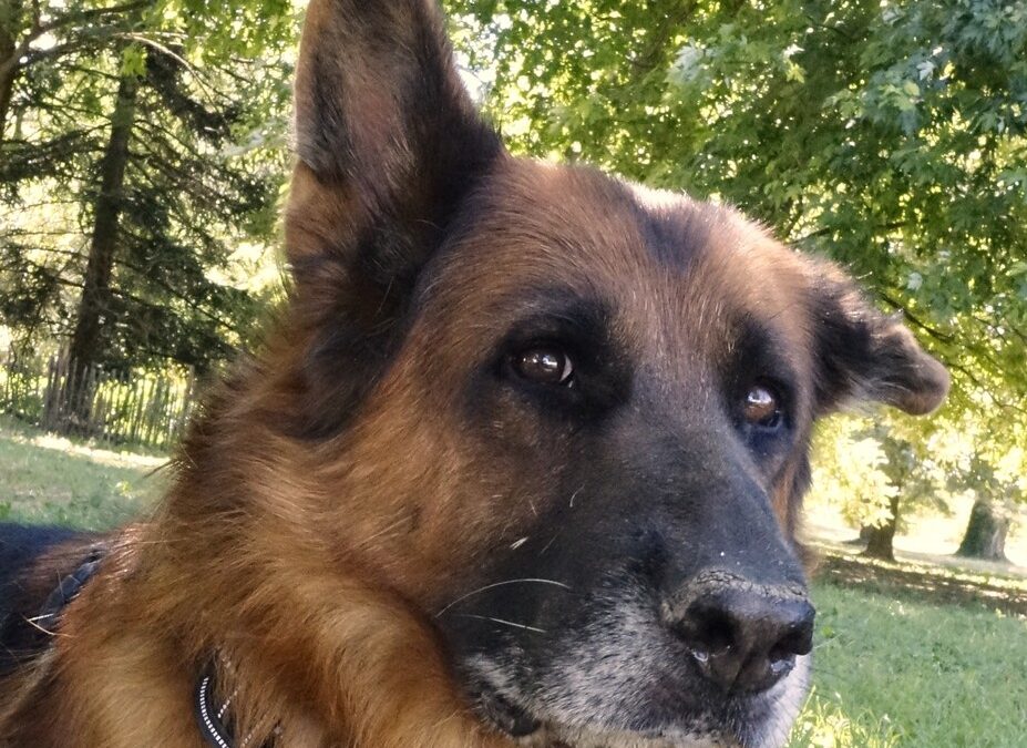 TOORO – 9,5 ANS – ♂︎