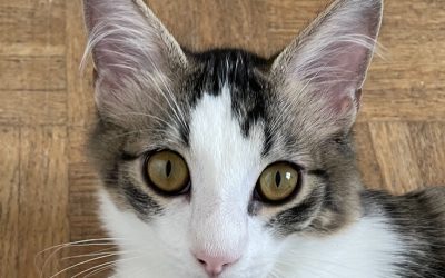 ALCAZAR – 5 MOIS – ♂︎