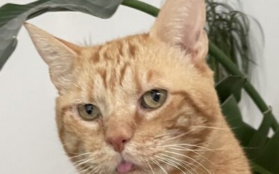 FALLO – 4 ANS – ♂︎