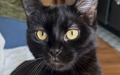 LEYA – 1,5 AN – ♀︎