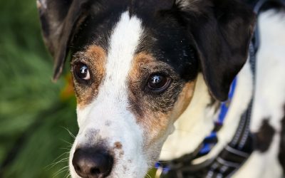 PONGO – 12 ANS – ♂︎