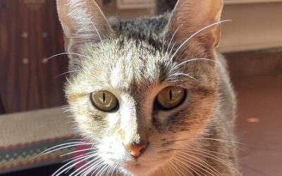 RAKSHA – 1 AN – ♀︎