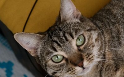 HAZALIE – 1 AN – ♀︎