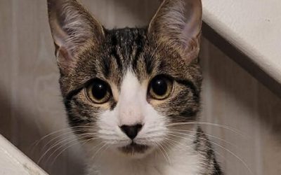 LOWCA – 5 MOIS – âïž