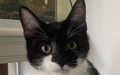 MAXIMUS – 6 MOIS – âïž