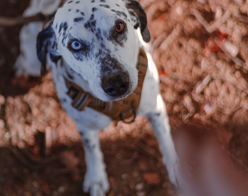 OJI – 13 ANS – ♂︎