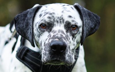 OREOW – 2 ANS – ♂︎