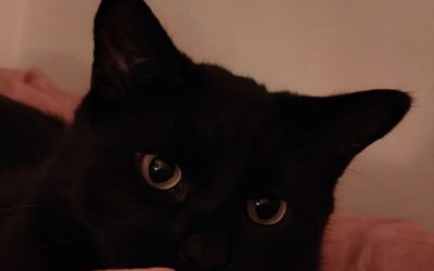 PAZUZU – 5 ANS – ♂︎