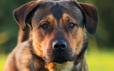 RAYSON – 2 ANS – ♂︎