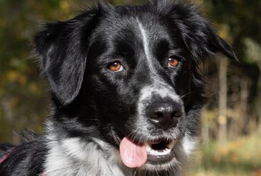 VALKIA – 2,5 ANS – ♀︎