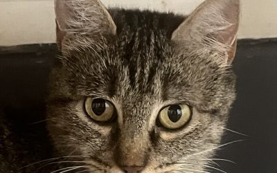 WINX – 2 ANS – ♀︎