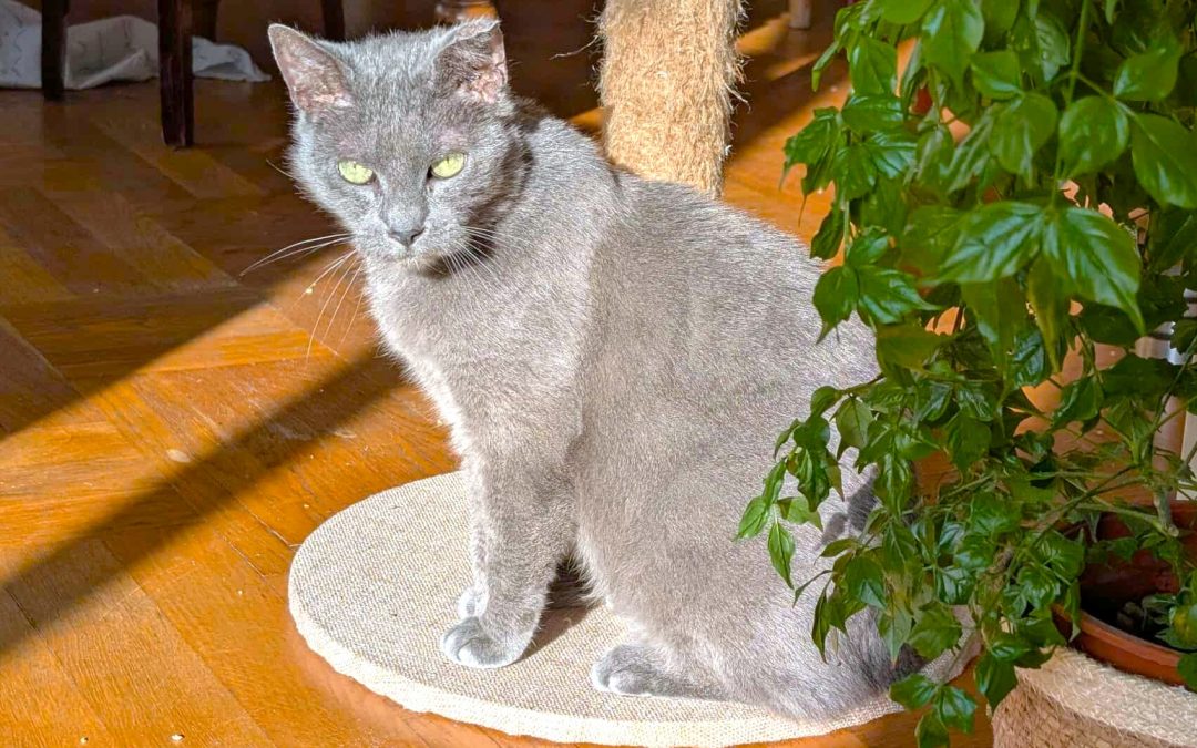 SKÖLL – 10 ANS – ♀︎