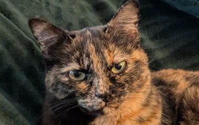 CHAÏ – 9,5 ANS – ♀︎