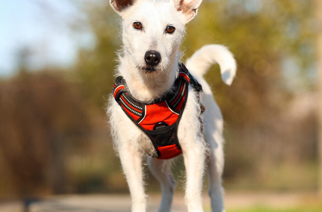 DOLCE – 11,5 ANS – ♀︎