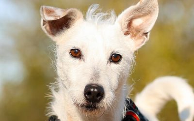 DOLCE – 11,5 ANS – ♀︎