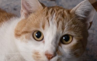 GONTRAN – 2 ANS – ♂︎