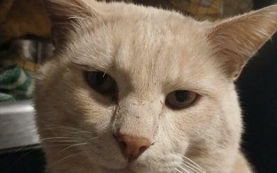 KAFKA – 4 ANS – âïž