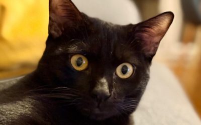 NORI – 1 AN – âïž