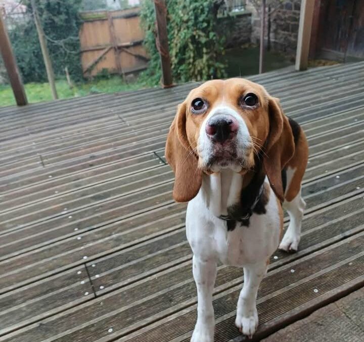 SHIMY – 4,5 ANS – ♀︎