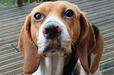 SHIMY – 4,5 ANS – ♀︎