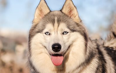 SIBELLE – 4 ANS – ♀︎