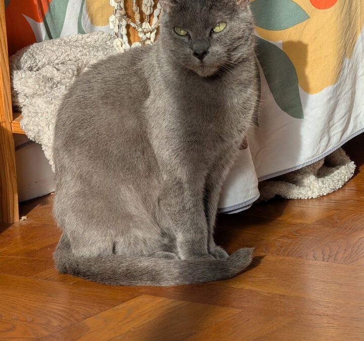 SKÖLL – 10 ANS – ♀︎