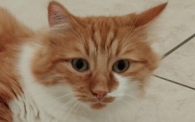 TSUME – 2 ANS – âïž