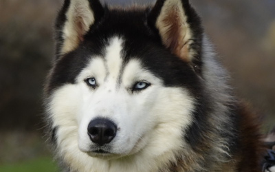 UZZY – 2 ANS – ♂︎