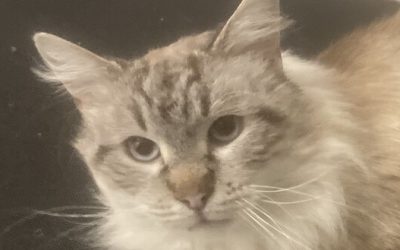 ZAIRO – 4,5 ANS – ♂︎