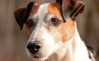 CHEWBA – 8,5 ANS – ♂︎