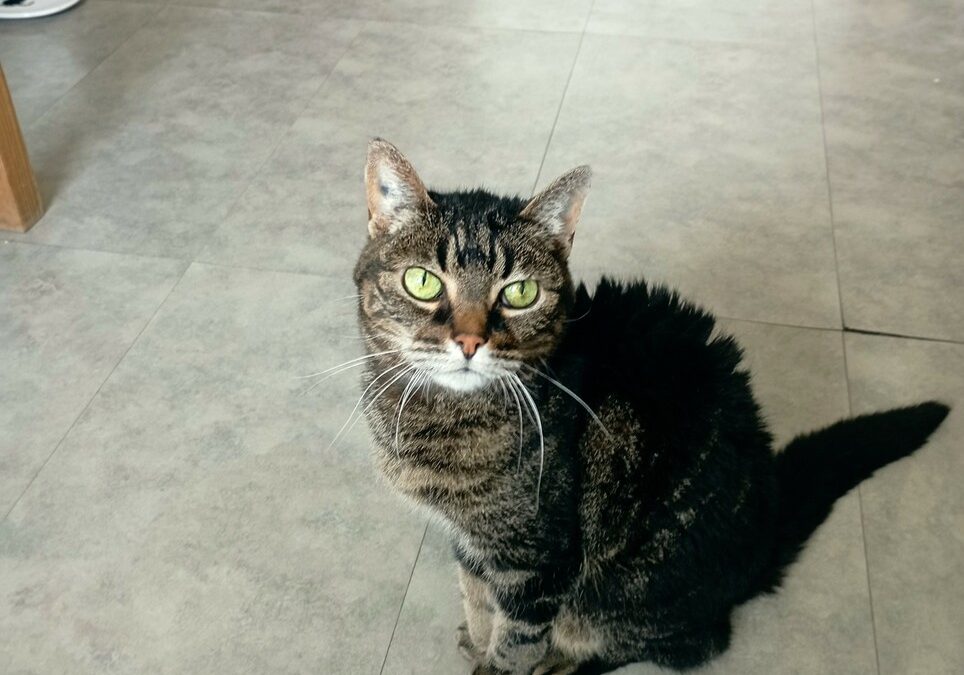 ELA – 16,5 ANS – ♀︎