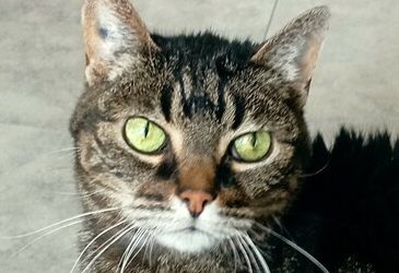 ELA – 16,5 ANS – ♀︎