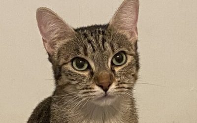 OLIVE – 1,5 AN – ♀︎