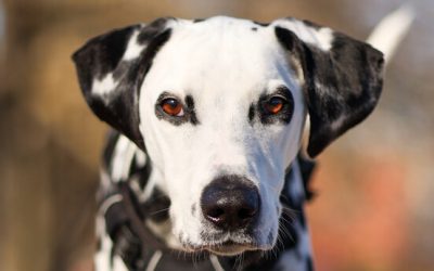 PAGA – 6,5 ANS – ♀︎