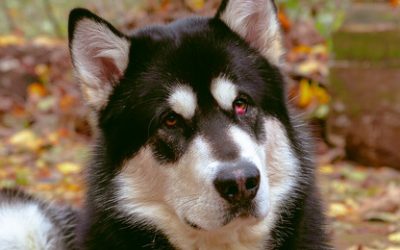 VASKO – 1,5 AN – ♂︎