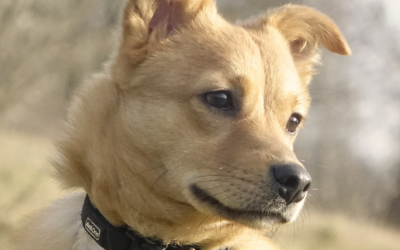 CHOOP – 7 MOIS ♂