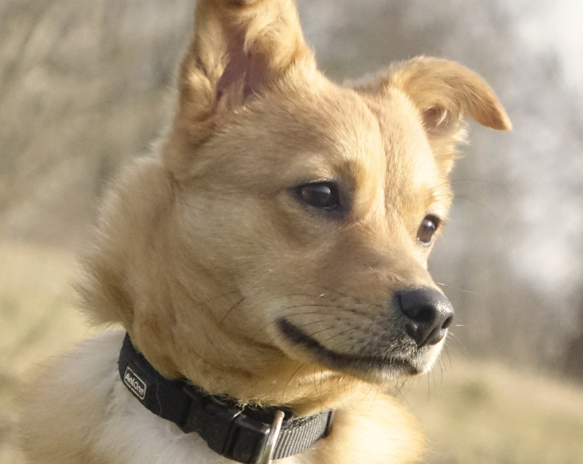 CHOOP – 7 MOIS ♂