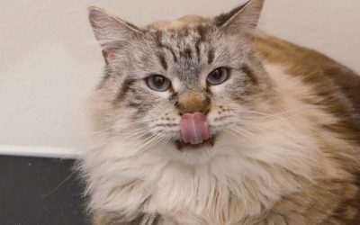 ZAÏRO – 5 ANS ♂