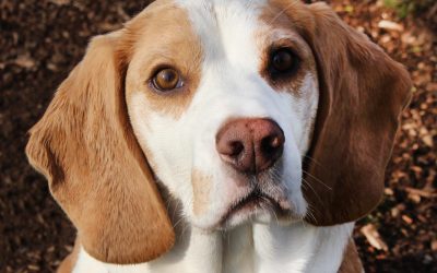 SPIKYE – 6 ANS ♂